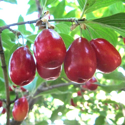 Кизил ЛУКЬЯНОВСКИЙ в Осиповичах