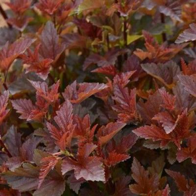 Красный в Осиповичах