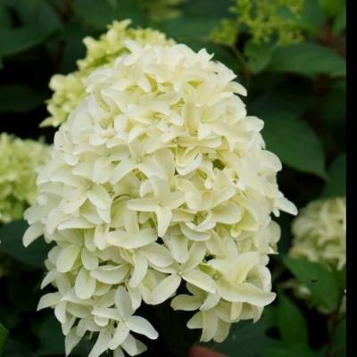 Средние в Осиповичах