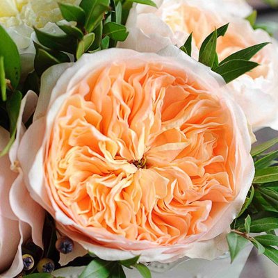 Дэвид остин розы.jpg