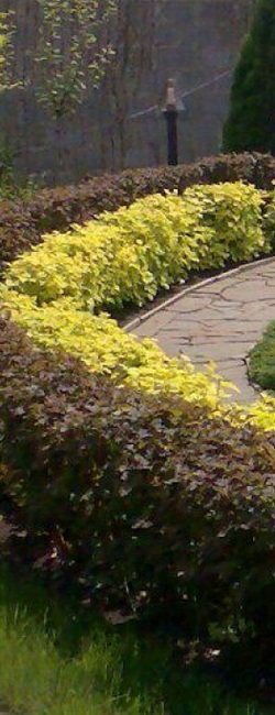 пузиреплодник в саду