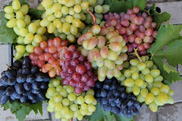 столовый виноград.jpg