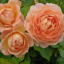 роза Леди оф Шалот английская.jpg