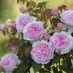 роза Оливия Роуз Остин.jpg