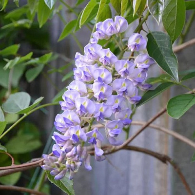 Глициния макростахия БЛЮ МУН в Осиповичах