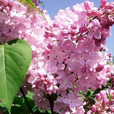 Сирень АДЕЛИНА в Осиповичах