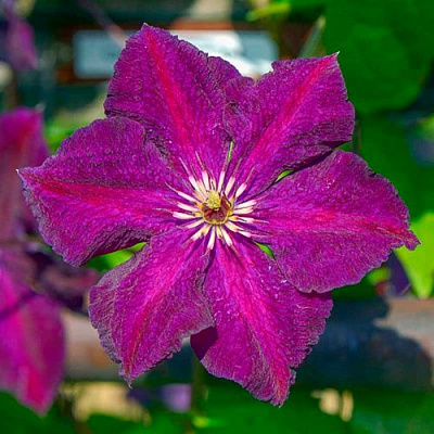 Клематис ГРЮНВАЛЬД в Осиповичах