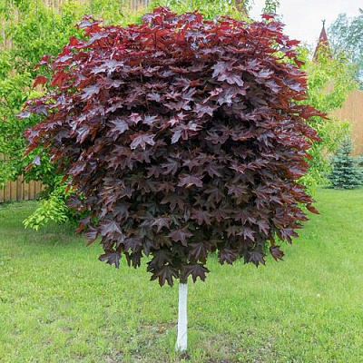 Клен красный в Осиповичах