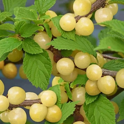 Вишня СНЕВИТ войлочная в Осиповичах