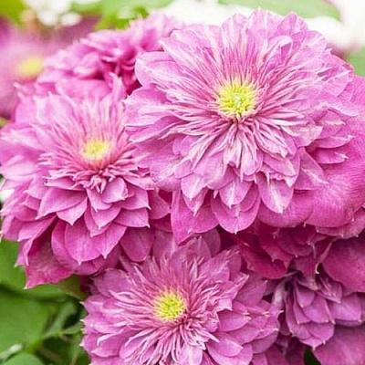 Клематис КАЙЗЕР в Осиповичах