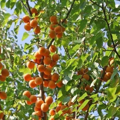Абрикос ОРЛОВЧАНИН  в Осиповичах