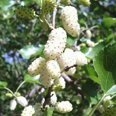 Шелковица БЕЛАЯ МЕДОВАЯ в Осиповичах