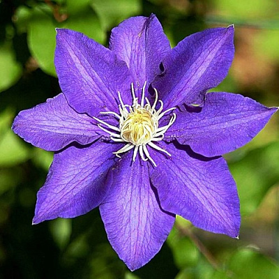 Клематис ЗЕ ПРЕЗИДЕНТ в Осиповичах