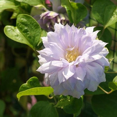 Клематис БЕЛЬ ОФ ВОРКИНГ в Осиповичах