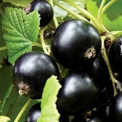 Смородина чёрная ЛЕНТЯЙ в Осиповичах