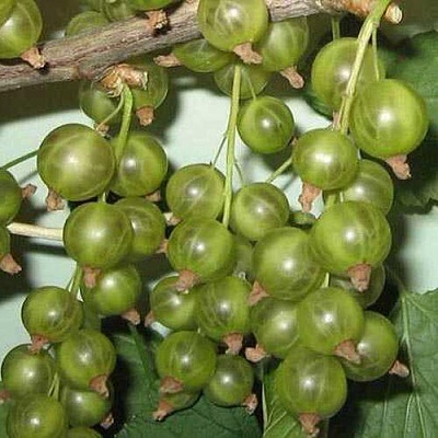 Смородина зеленоплодная ВЕРТИ в Осиповичах