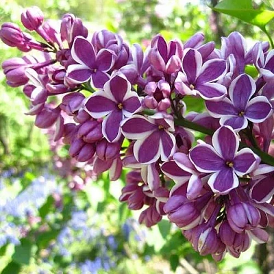 Сирень СЕНСАЦИЯ (привитая) в Осиповичах