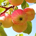 Яблоня в Осиповичах