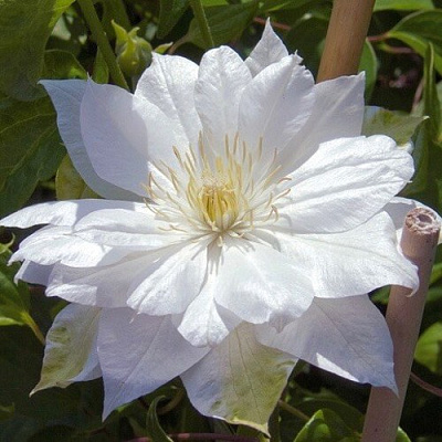 Клематис ДАЧЕСС ОФ ЭДИНБУРГ в Осиповичах