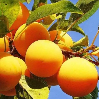 Слива МЕДОВАЯ ЖЁЛТАЯ в Осиповичах