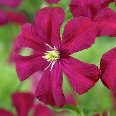 Клематис МАДАМ ДЖУЛИЯ КОРРЕВОН в Осиповичах