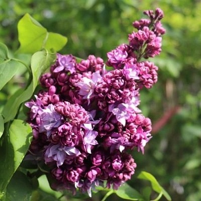 Сирень МАРШАЛ МАЛИНОВСКИЙ в Осиповичах