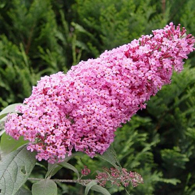 Буддлея давида ПИНК ДЕЛАЙТ в Осиповичах