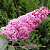 Буддлея давида ПИНК ДЕЛАЙТ в Осиповичах
