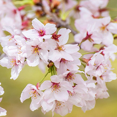 Сакура КОЙО НО МАЙ в Осиповичах