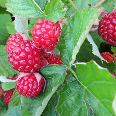 Ежемалина РЕД ДАЙМОНД в Осиповичах