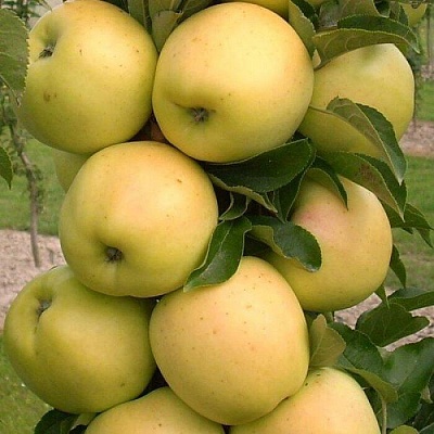 Яблоня колонновидная в Осиповичах