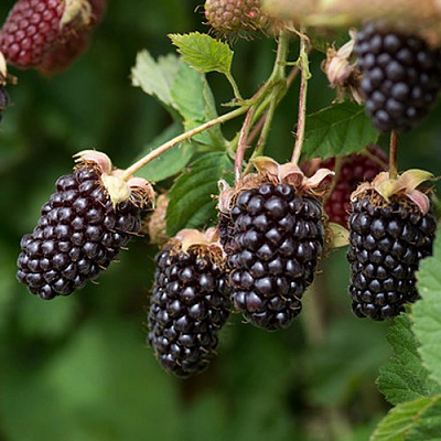 Ежемалина БОЙСЕНБЕРРИ в Осиповичах