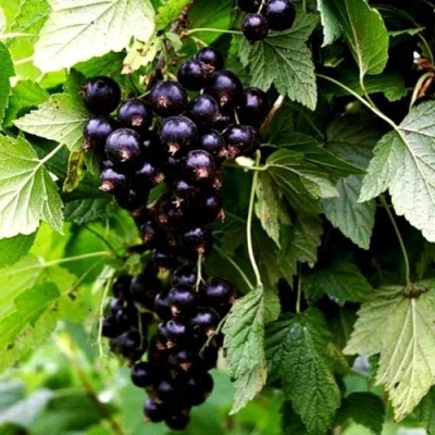 Смородина чёрная БЕЛОРУССКАЯ СЛАДКАЯ в Осиповичах