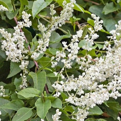 Фаллопия АУБЕРТА в Осиповичах