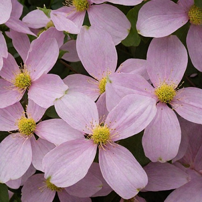 Клематис ГОРНЫЙ в Осиповичах