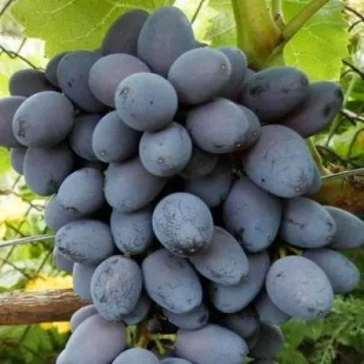 Черный виноград в Осиповичах