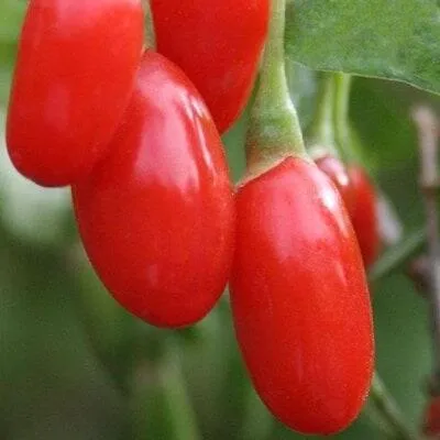 Годжи (чудо-ягода) в Осиповичах