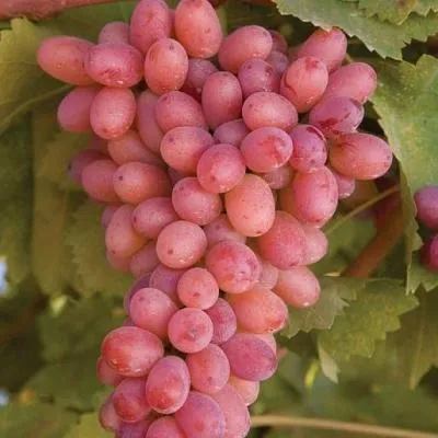 Розовый виноград в Осиповичах