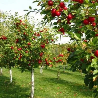 Плодовые деревья в Осиповичах