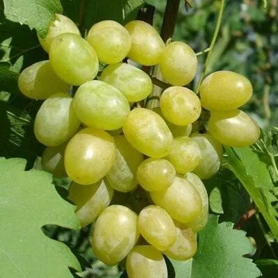 Виноград в Осиповичах