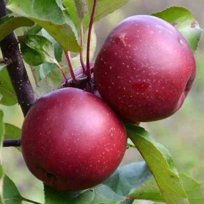Яблоня красномясая в Осиповичах